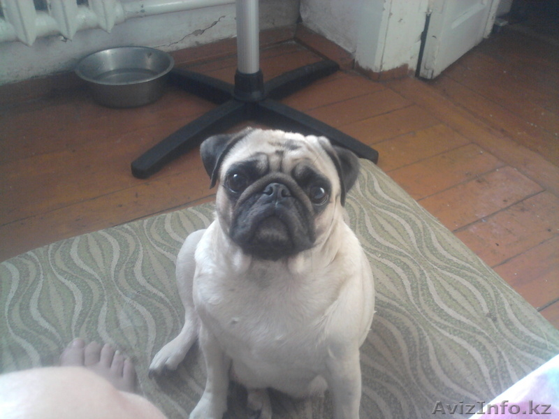 продам  щенков мопсов от импортных родителей - Изображение #6, Объявление #870226