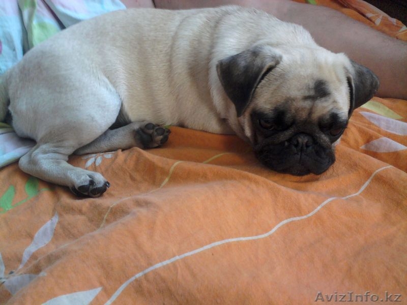 продам  щенков мопсов от импортных родителей - Изображение #5, Объявление #870226
