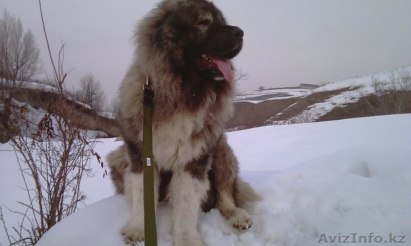 Щенки кавказской овчарки - Изображение #2, Объявление #868799