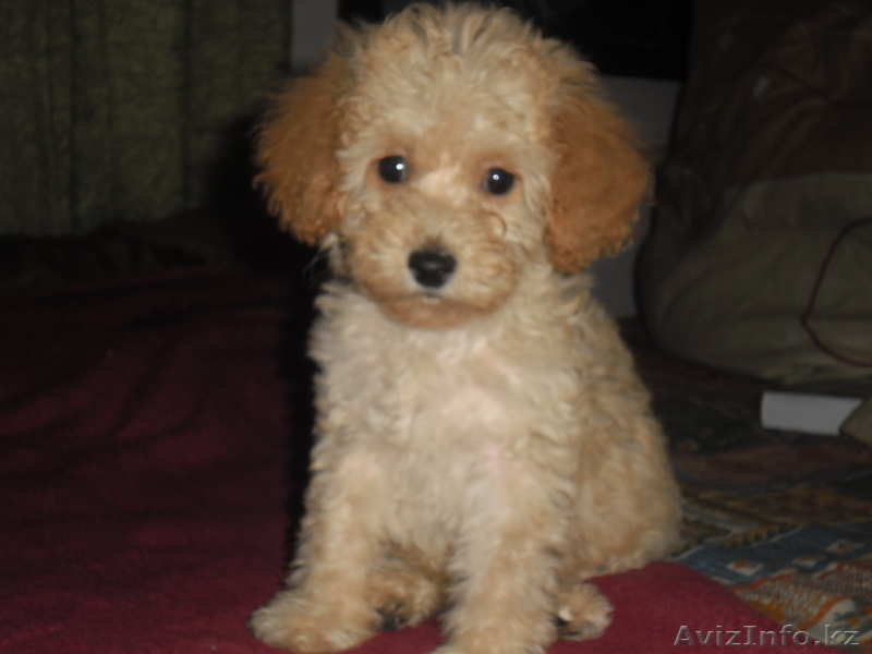 Продам щенков той пуделя. - Изображение #2, Объявление #864370