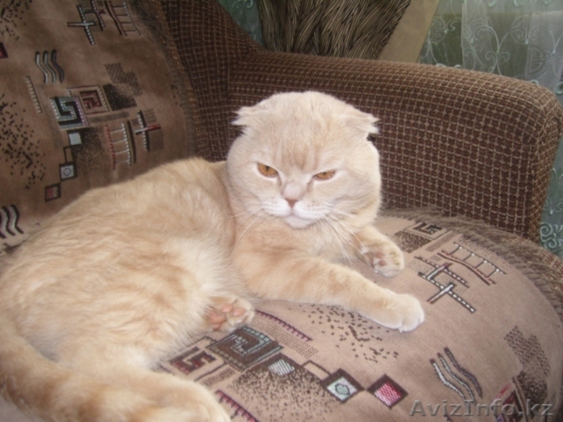 Ищу британскую кошечку - Изображение #2, Объявление #856505