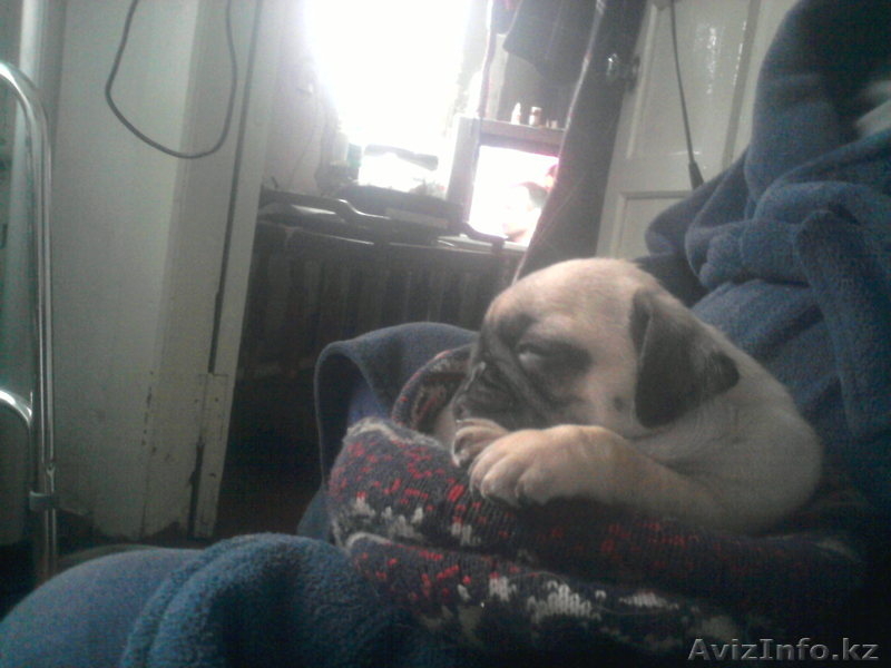 продам  щенков мопсов от импортных родителей - Изображение #1, Объявление #870226