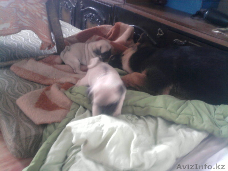 продам  щенков мопсов от импортных родителей - Изображение #4, Объявление #870226