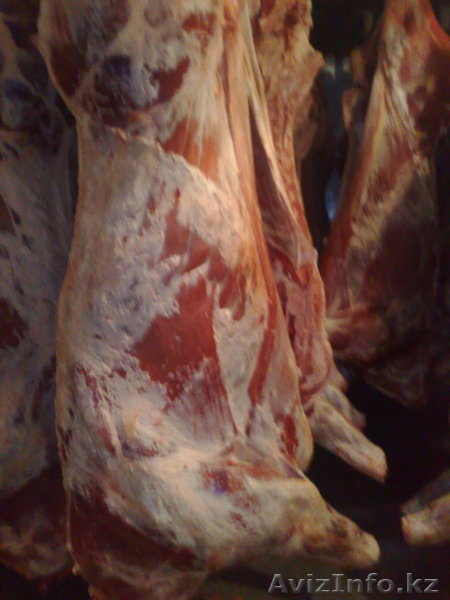 мясо говядина конина блочное оптом - Изображение #1, Объявление #886598
