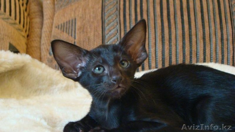 Стильные ориентальные котята - Изображение #1, Объявление #876428