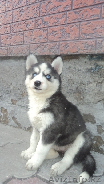Щенки Сибирский хаски ( с родословной, клейменные) - Изображение #1, Объявление #878122