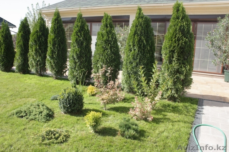 ТОО Кок терек Байтерек - Изображение #3, Объявление #879754