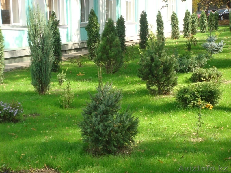 ТОО Кок терек Байтерек - Изображение #5, Объявление #879754