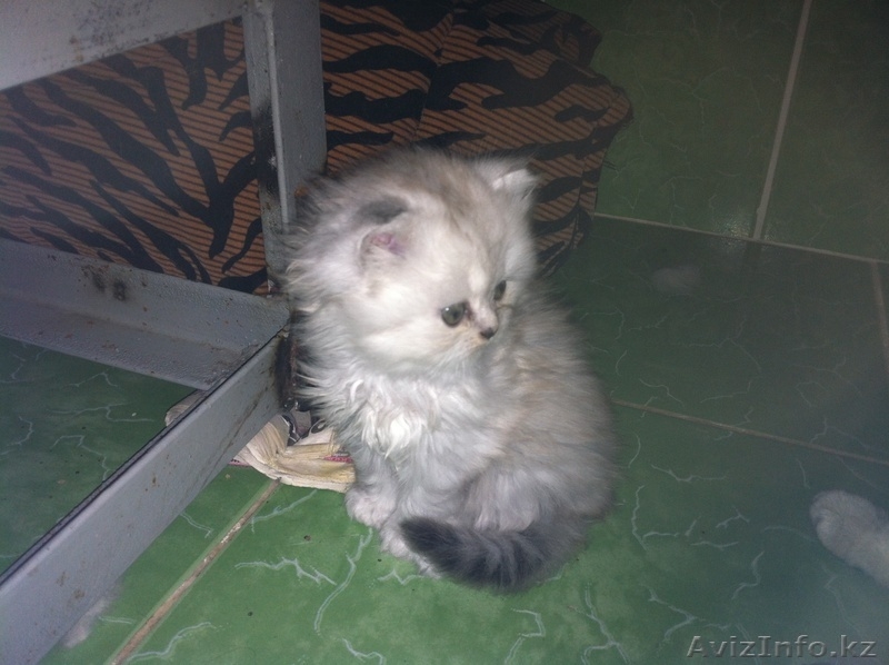 Котята продам веслаухие и прямоухие подробности по телефону 87773606445  - Изображение #3, Объявление #890526