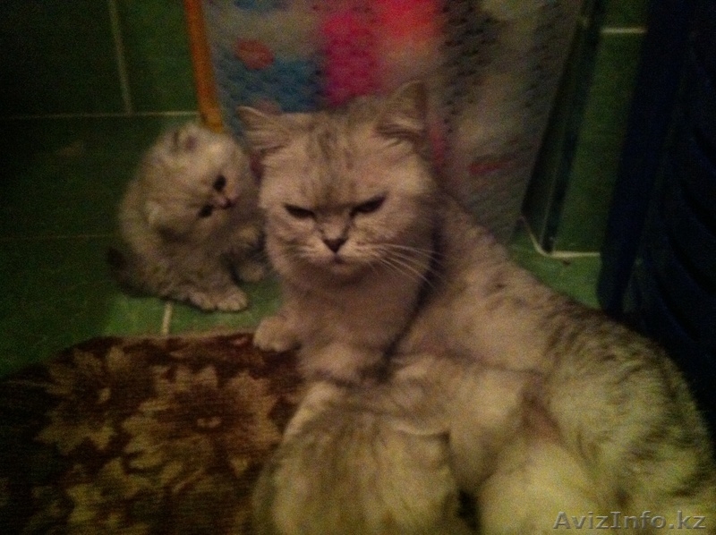 Котята продам веслаухие и прямоухие подробности по телефону 87773606445  - Изображение #4, Объявление #890526