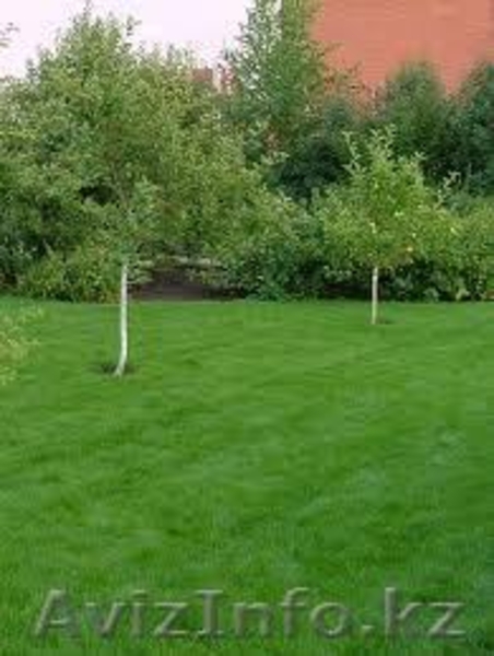 Посев,посадка  газона - Изображение #2, Объявление #881374