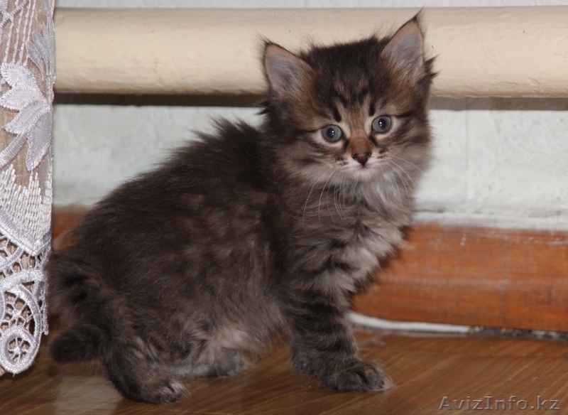 Отдам  пушистых котят - Изображение #1, Объявление #892967