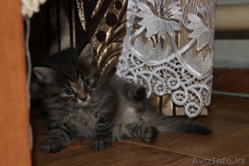 Отдам  пушистых котят - Изображение #4, Объявление #892967