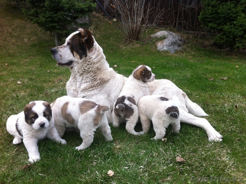 Продам щенков Среднеазиатской овчарки - алабая - Изображение #2, Объявление #877619