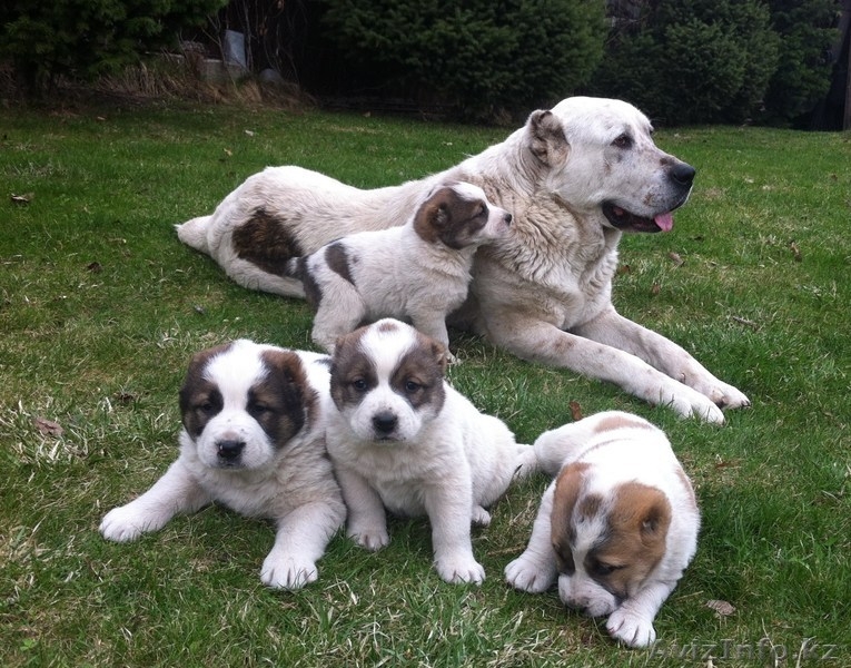 Продам щенков Среднеазиатской овчарки - алабая - Изображение #4, Объявление #877619