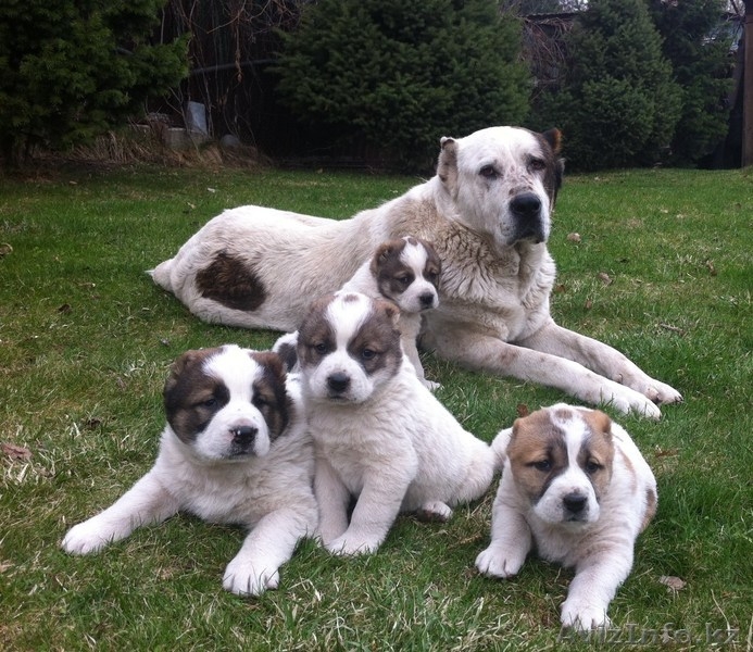 Продам щенков Среднеазиатской овчарки - алабая - Изображение #3, Объявление #877619