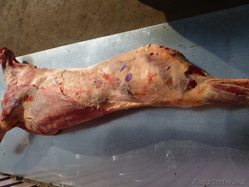 мясо говядина конина блочное оптом - Изображение #2, Объявление #886598