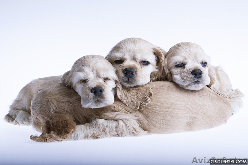 Американский кокер-Спаниель чистопородные щенки продам - Изображение #4, Объявление #884103