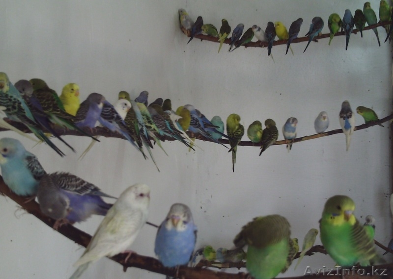 Продаю попугаев - Изображение #3, Объявление #882387