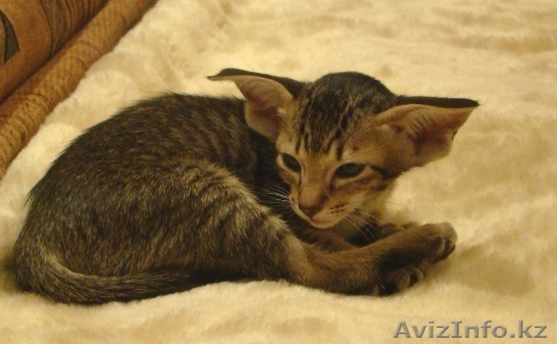 Стильные ориентальные котята - Изображение #3, Объявление #876428