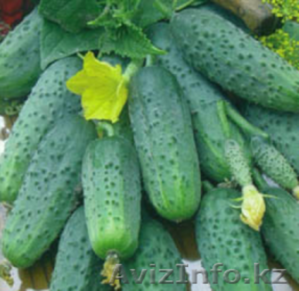 Семена овощей оптом, удобрения Флоровит  - Изображение #5, Объявление #874789