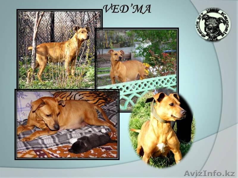 Высокопородные щенки американского питбультерьера с родословной - Изображение #3, Объявление #890019