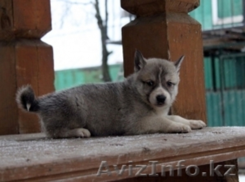 Собака Западно-Сибирская лайка. Акция! - Изображение #1, Объявление #897364