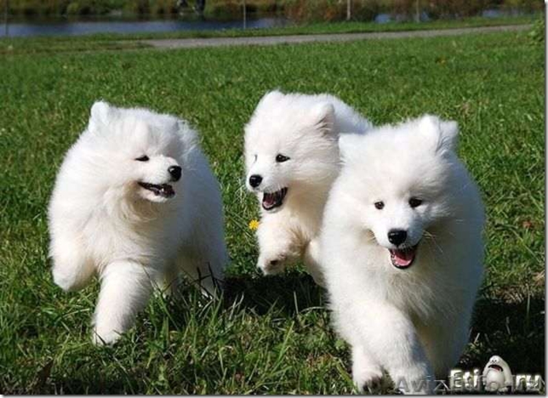 Собака Лайка Самоед. Акция! - Изображение #2, Объявление #897369