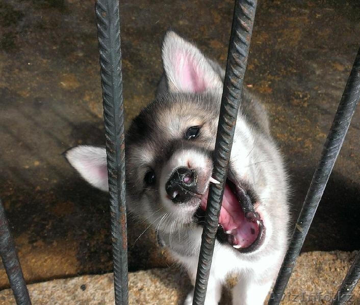 Продам щенков западно-сибирских лаек - Изображение #1, Объявление #894088