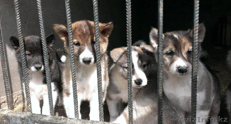 Продам щенков западно-сибирских лаек - Изображение #2, Объявление #894088