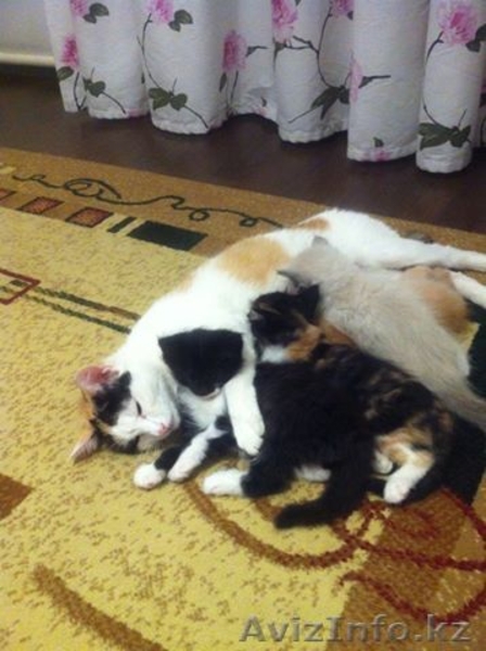 подарю котят, разного окраса - Изображение #2, Объявление #902929