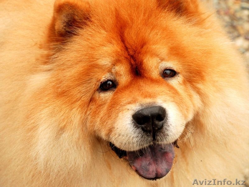 Собака Чау-Чау. Акция! - Изображение #2, Объявление #897372