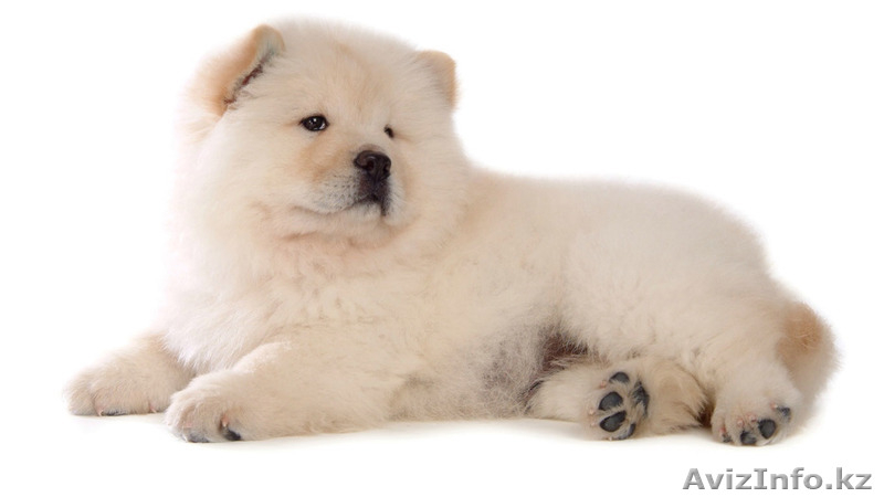 Собака Чау-Чау. Акция! - Изображение #3, Объявление #897372