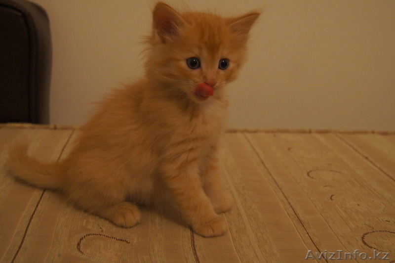 подарю котят, разного окраса - Изображение #3, Объявление #902929