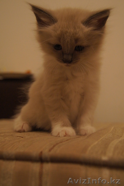 подарю котят, разного окраса - Изображение #4, Объявление #902929