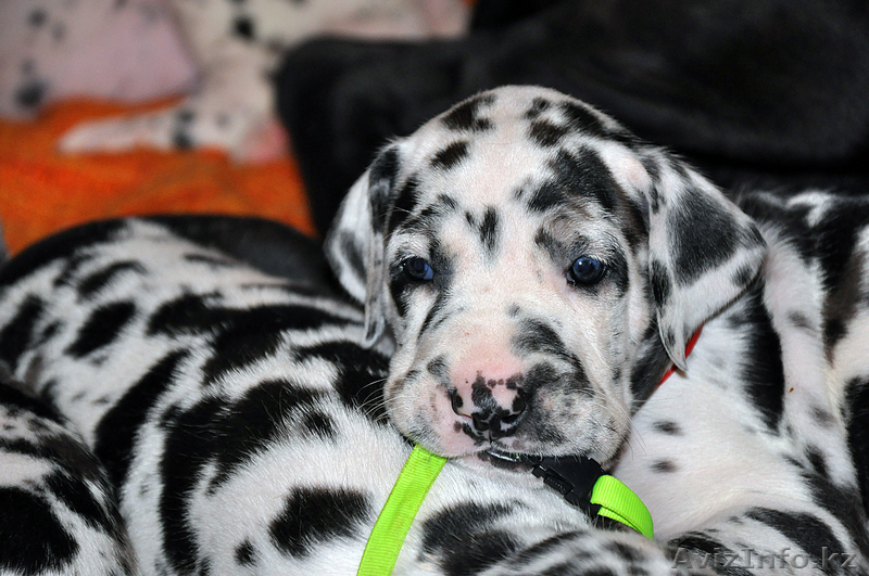 Мраморные щенки немецкого дога из Челябинска - Изображение #1, Объявление #525217