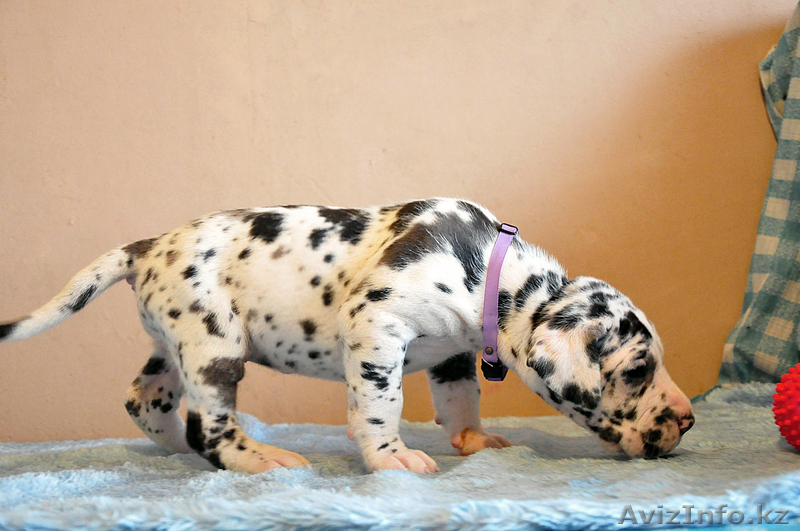 Мраморные щенки немецкого дога из Челябинска - Изображение #3, Объявление #525217