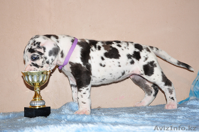 Мраморные щенки немецкого дога из Челябинска - Изображение #2, Объявление #525217