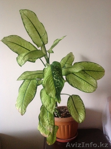 продам комнатные  цветы - Изображение #3, Объявление #904400