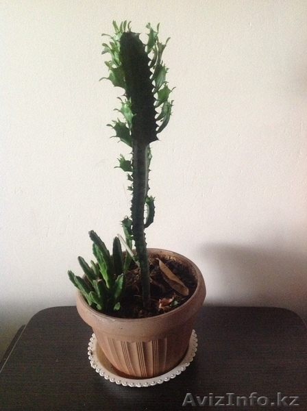 продам комнатные  цветы - Изображение #5, Объявление #904400