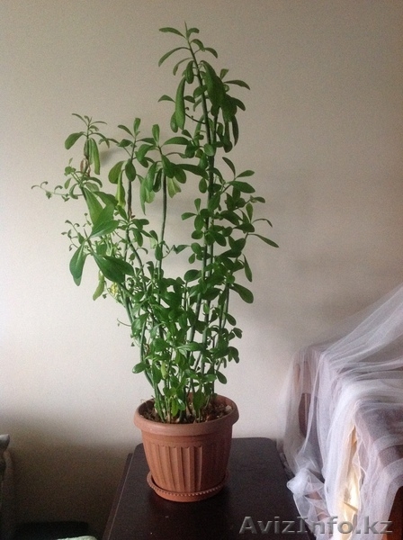 продам комнатные  цветы - Изображение #7, Объявление #904400