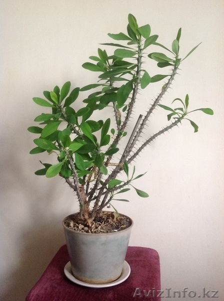 продам комнатные  цветы - Изображение #6, Объявление #904400