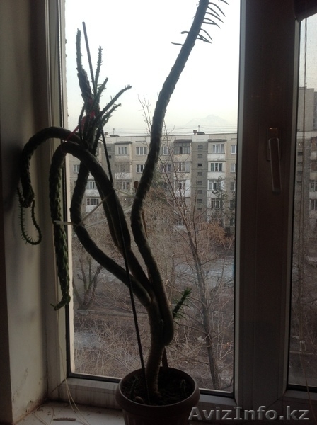 продам комнатные  цветы - Изображение #4, Объявление #904400