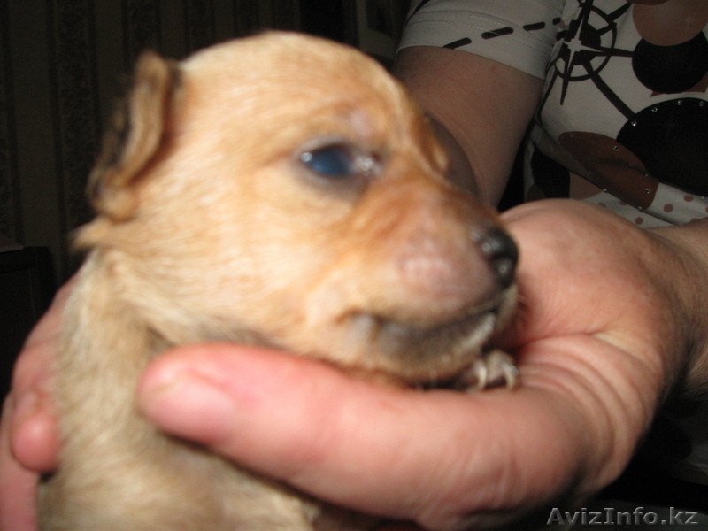 Продам щенков Русский Той Терьер шоу класс - Изображение #2, Объявление #904908