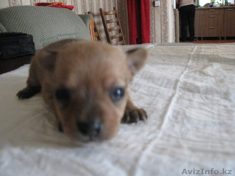 Продам щенков Русский Той Терьер шоу класс - Изображение #7, Объявление #904908