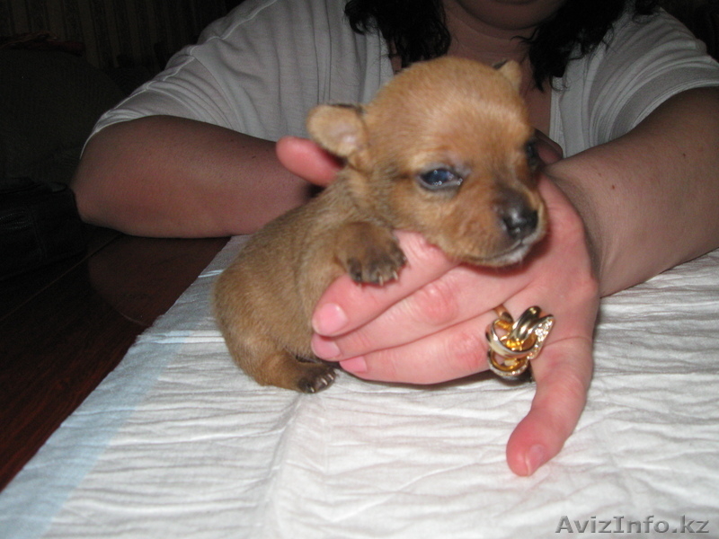 Продам щенков Русский Той Терьер шоу класс - Изображение #1, Объявление #904908