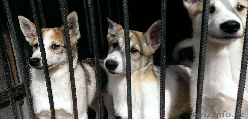Продам щенков западно-сибирских лаек - Изображение #4, Объявление #894088