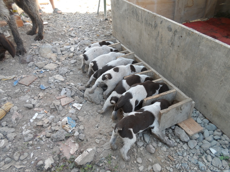 Продам щенков Дратхаара - Изображение #2, Объявление #894464