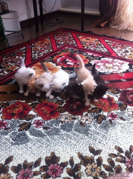 подарю котят, разного окраса - Изображение #1, Объявление #902929