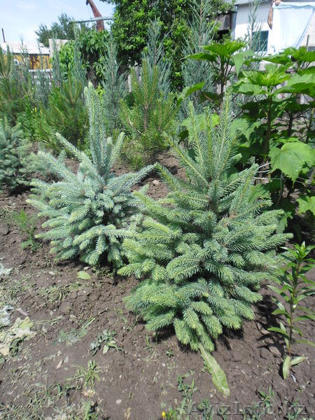 Оптом и в розницу - Изображение #8, Объявление #916015